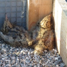 2_3_Vogelbrutinsel-3